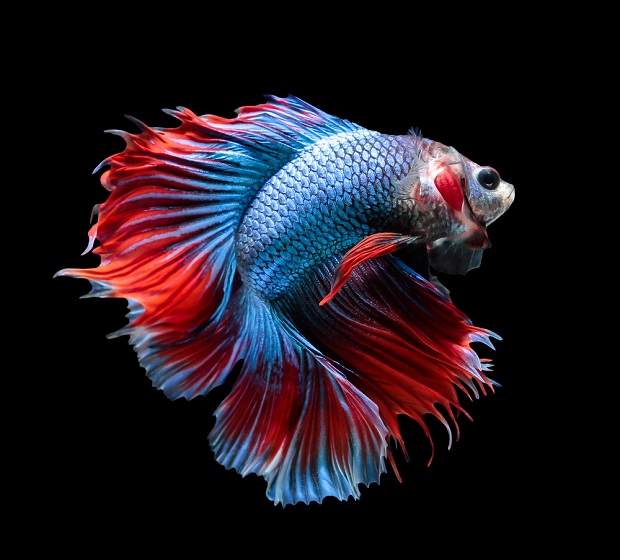  Cara Mempercantik Warna Sirip pada Ikan Cupang Hias